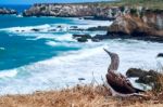 Blue-footed Booby, Ecuador Coastline, Isla De La Plata Stock Photo