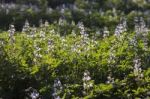 Faba Beans Plantation Stock Photo