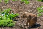 Prairie Dog (cynomys) Stock Photo