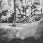 Rainbow Lorikeet Stock Photo