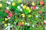 Multi Color Flowers On A Meadow In A Sunny Day Stock Photo