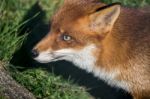 Red Fox (vulpes Vulpes) Stock Photo