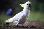 Cockatoo Stock Photo