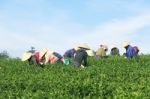 Dalat, Vietnam, June 30, 2016: A Group Of Farmers Picking Tea On A Summer Afternoon In Cau Dat Tea Plantation, Da Lat, Vietnam Stock Photo