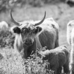 Country Cows Stock Photo