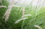 Grass Flower Background In Nature Stock Photo