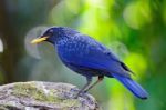 Blue Whistling Thrush Stock Photo