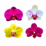 Orchid Isolated On White Background.orchid Set Stock Photo