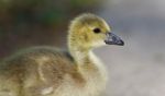 Postcard With A Cute Chick Of Canada Geese Stock Photo