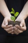 Hands Holding Seedleng Stock Photo