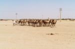 Herd Of Camels In Sudan Stock Photo