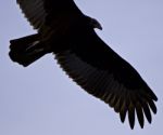 Isolated Image Of A Vulture In The Sky Stock Photo