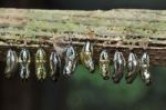 Butterfly Breeding Stock Photo