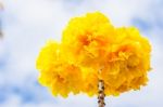 Yellow Silk Cotton Or Cochlospermum Regium Stock Photo