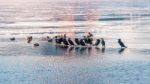 Birds And Ducks On Han River Covered With Ice In Winter, Seoul In South Korea Stock Photo