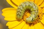 Coiled Caterpillar Stock Photo