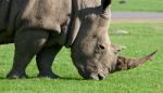 The Portrait Of The Strong White Rhinoceros Stock Photo