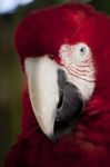 Scarlet Macaw Stock Photo