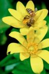 Bee On A Marsh Marigold Stock Photo