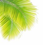 Coconut Leaf Isolated On White Background Stock Photo