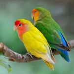 Lovebird Stock Photo