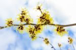 Hamamelis Mollis With Yellow Flowers Clouds And Blue Sky Stock Photo