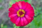 Red Zinnia Flower At Center Closeup Stock Photo