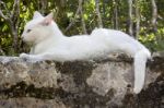 White Cat On Stone Wall Stock Photo