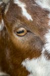 Brown Goat In A Pasture Stock Photo