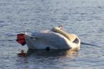 Yoga Lessons From The Beautiful Swan Stock Photo