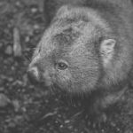 Wombat During The Day Stock Photo