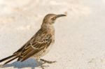 Galapagos Hood Mockingbird Stock Photo