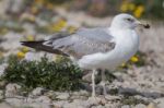 Young Seagulls Near The Cliffs Stock Photo