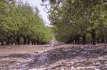 Grove Of Almond Trees In Israel Stock Photo