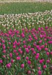 Colorful Tulips Field Stock Photo