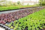 Organic Vegetable Growing In Farm Stock Photo