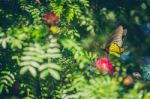 Monarch Butterfly Stock Photo