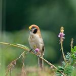 Spot-breasted Parrotbill Stock Photo