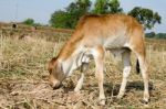 One Brown Calf Graze In The Field On The Farm Stock Photo