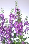 Angelonia Flower Stock Photo