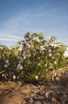 Cotton Field In Oakey, Queensland Stock Photo