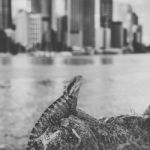 Water Dragon Outside During The Day Stock Photo