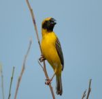 Male Asian Golden Weaver Stock Photo