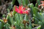 Atlantic Lizard (gallotia Atlantica) Stock Photo