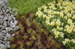 Freshly Aroma Herbs Growing In The Garden Stock Photo