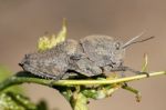 Gray Grasshopper Stock Photo