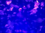 Glowing Jellyfish Under Dark Water Stock Photo