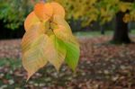 Autumnal Colours  Of A Cherry Tree In East Grinstead Stock Photo