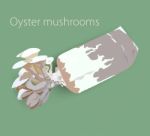 Oyster Mushrooms Stock Photo