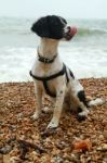 Spaniel Dog Licking Nose Stock Photo